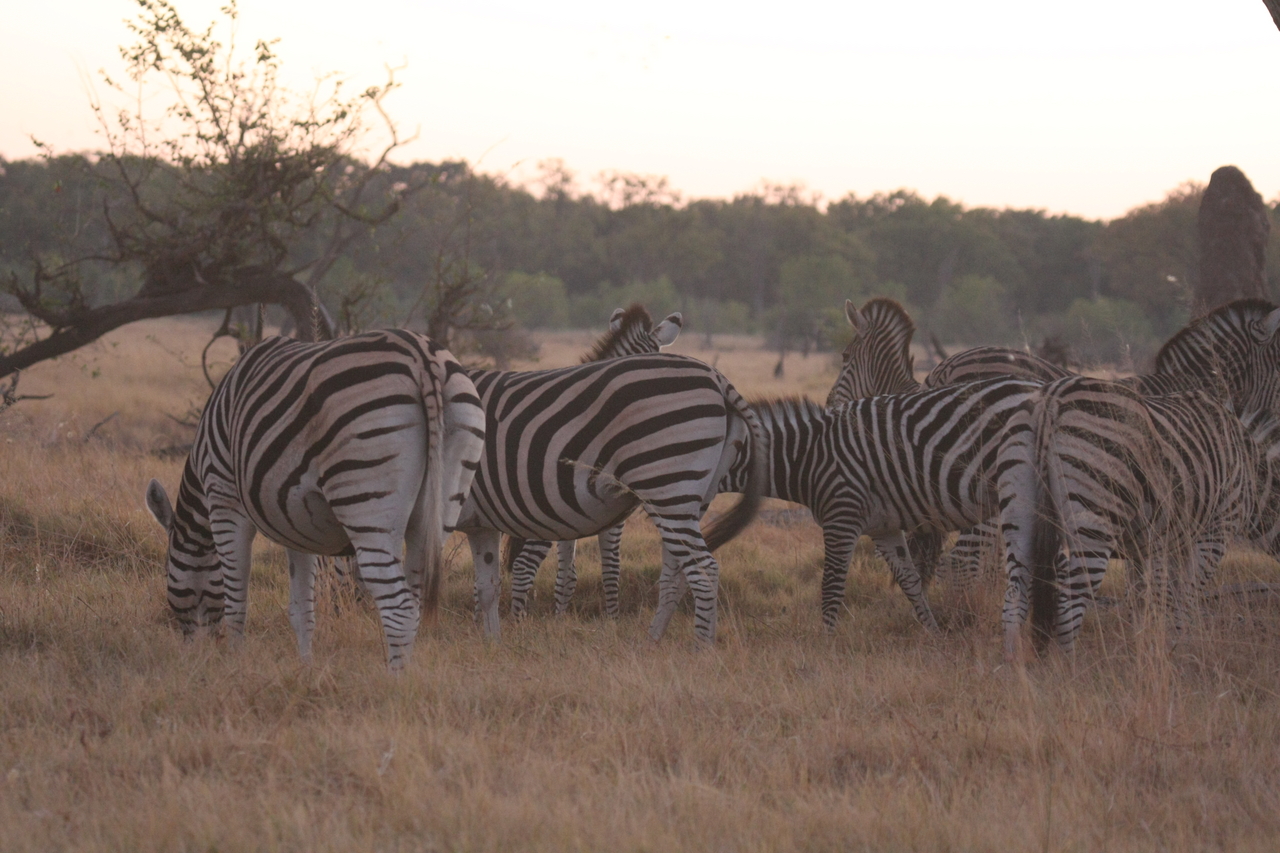 [20500] 2016_06_29_00_49_08_Africa_Canon_EOS_40D_IMG__10691.jpg