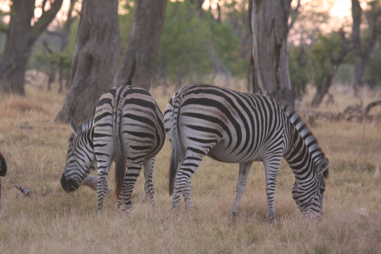[20509] 2016_06_29_00_49_34_Africa_Canon_EOS_40D_IMG__11024.jpg
