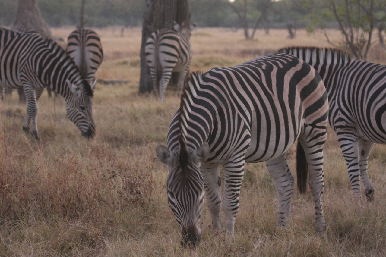 [20526] 2016_06_29_00_50_19_Africa_Canon_EOS_40D_IMG__10692.jpg