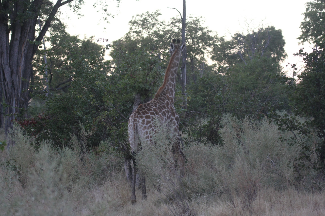 [20534] 2016_06_29_00_55_32_Africa_Canon_EOS_40D_IMG__00036.jpg