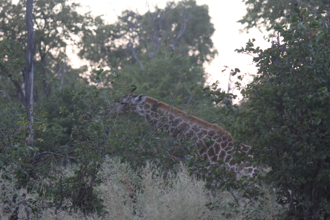 [20541] 2016_06_29_00_56_02_Africa_Canon_EOS_40D_IMG__10736.jpg