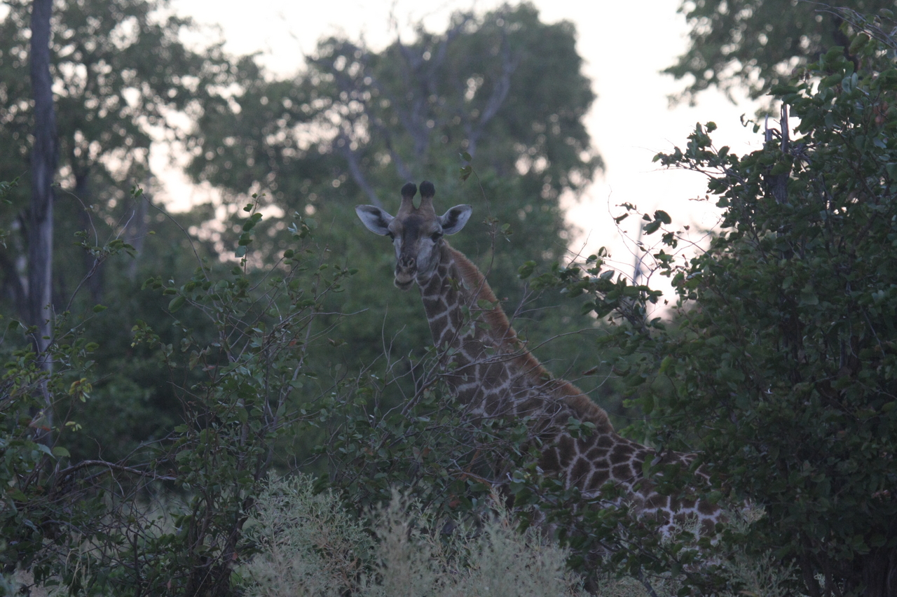 [20552] 2016_06_29_00_56_10_Africa_Canon_EOS_40D_IMG__00102.jpg