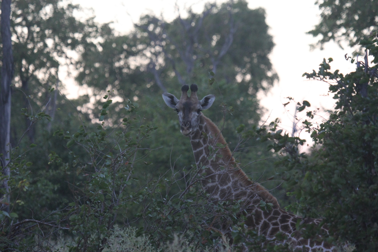 [20562] 2016_06_29_00_56_12_Africa_Canon_EOS_40D_IMG__10814.jpg