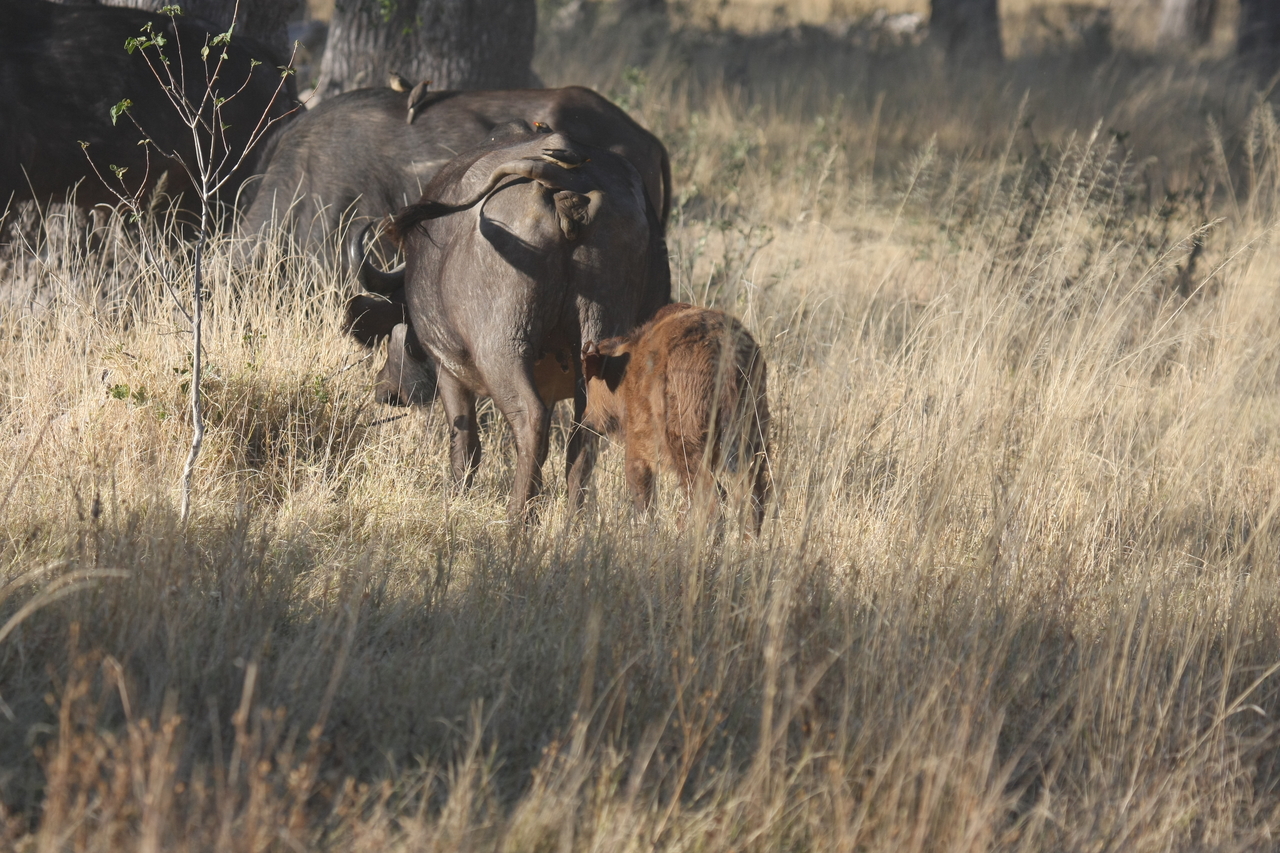 [20604] 2016_06_29_02_16_05_Africa_Canon_EOS_40D_IMG__03533.jpg