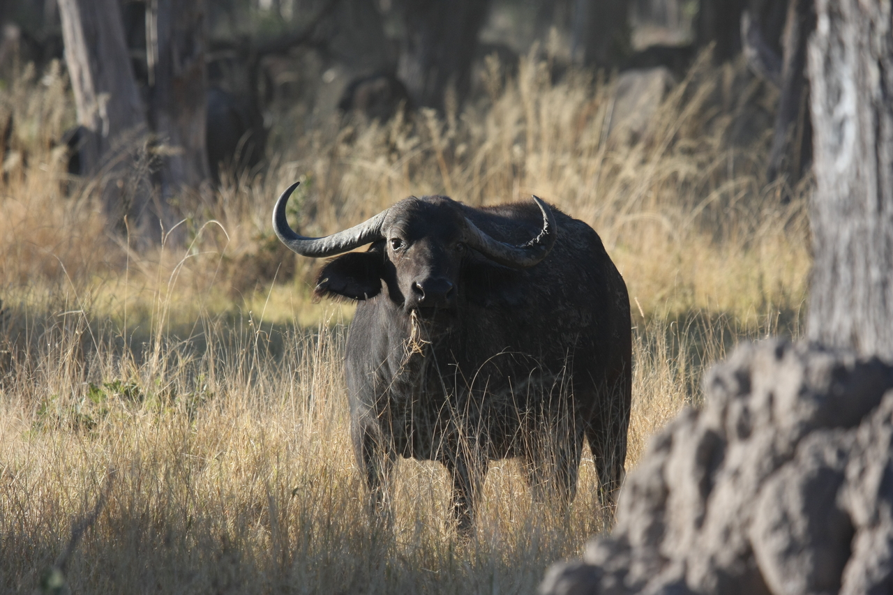 [20617] 2016_06_29_02_16_20_Africa_Canon_EOS_40D_IMG__00358.jpg