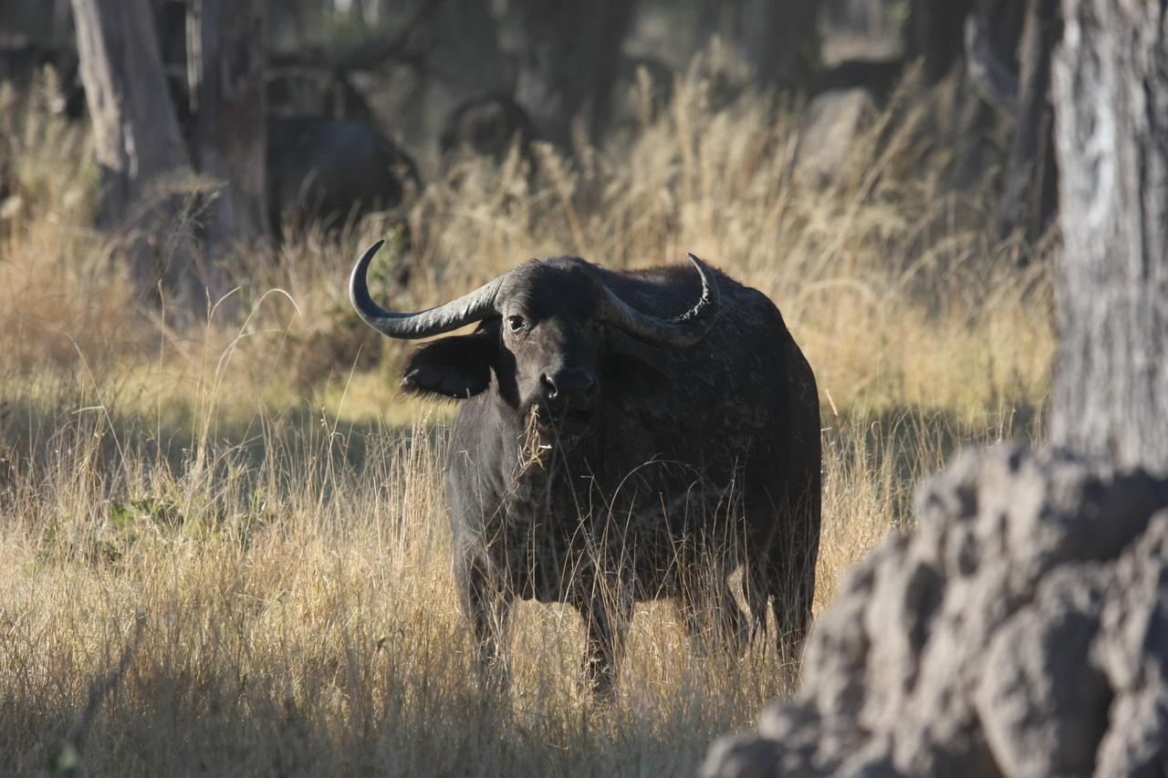 [20618] 2016_06_29_02_16_20_Africa_Canon_EOS_40D_IMG__03578.jpg