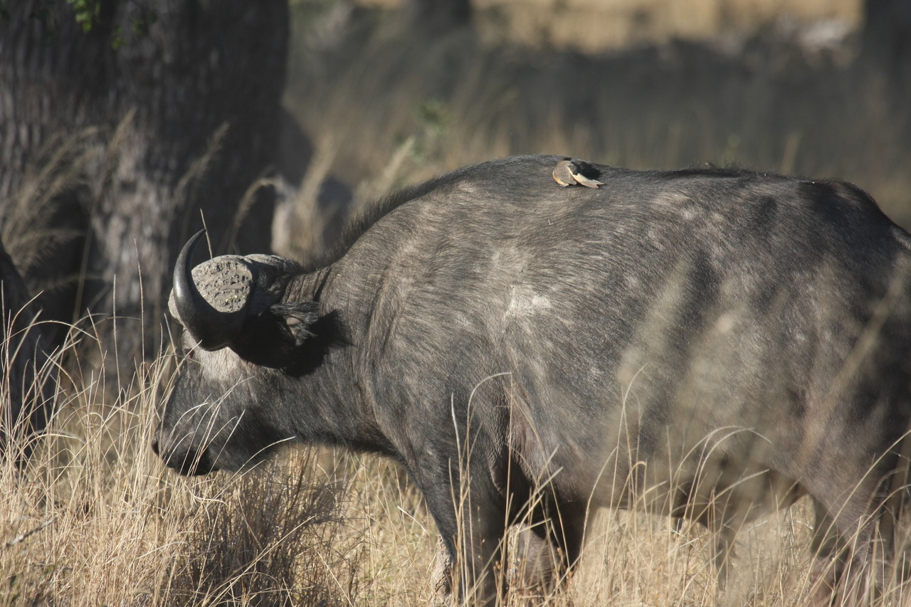 [20643] 2016_06_29_02_17_01_Africa_Canon_EOS_40D_IMG__00431.jpg