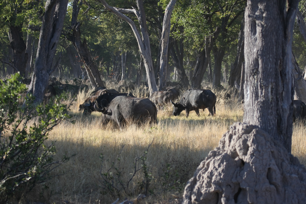 [20653] 2016_06_29_02_17_24_Africa_Canon_EOS_40D_IMG__03675.jpg