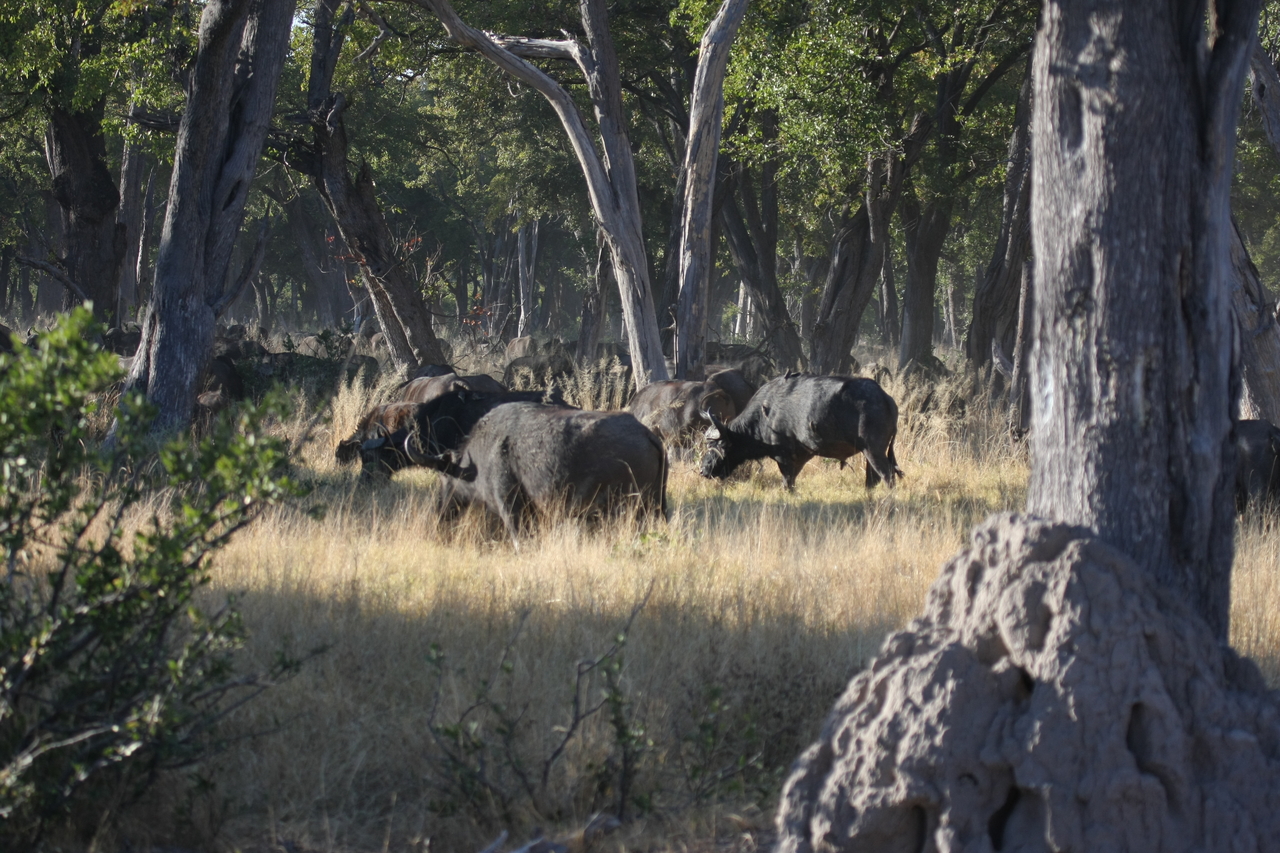 [20654] 2016_06_29_02_17_24_Africa_Canon_EOS_40D_IMG__03676.jpg