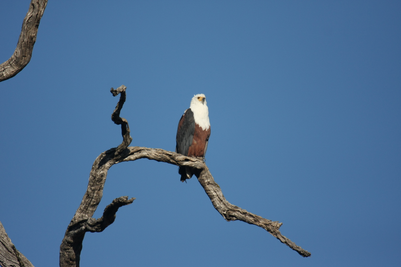 [20666] 2016_06_29_02_19_59_Africa_Canon_EOS_40D_IMG__00438.jpg