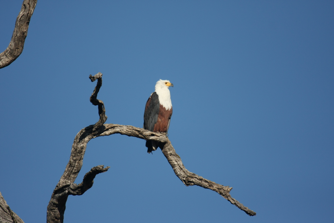 [20675] 2016_06_29_02_20_00_Africa_Canon_EOS_40D_IMG__11128.jpg