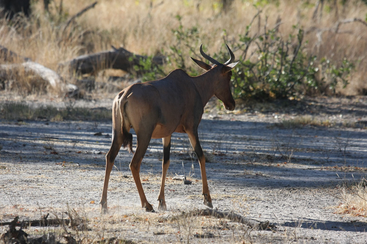 [20684] 2016_06_29_02_52_05_Africa_Canon_EOS_40D_IMG__00445.jpg
