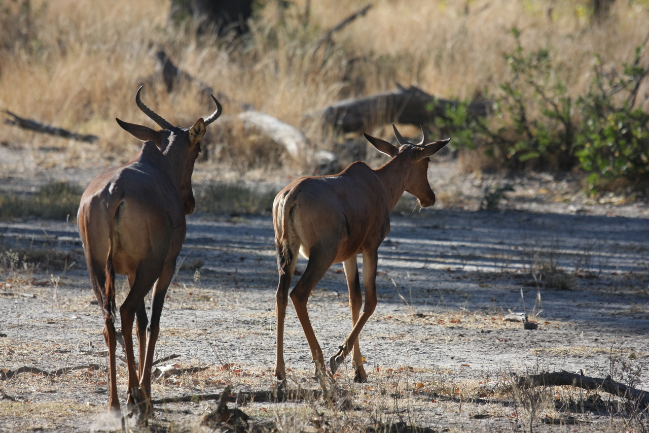 [20687] 2016_06_29_02_52_10_Africa_Canon_EOS_40D_IMG__00446.jpg
