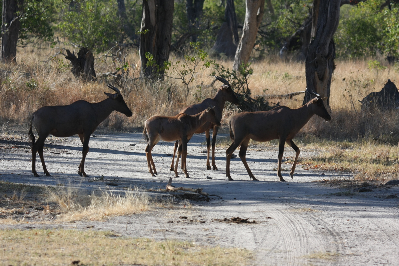 [20699] 2016_06_29_02_52_27_Africa_Canon_EOS_40D_IMG__00450.jpg