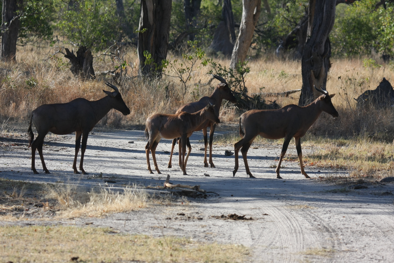 [20702] 2016_06_29_02_52_27_Africa_Canon_EOS_40D_IMG__03693.jpg