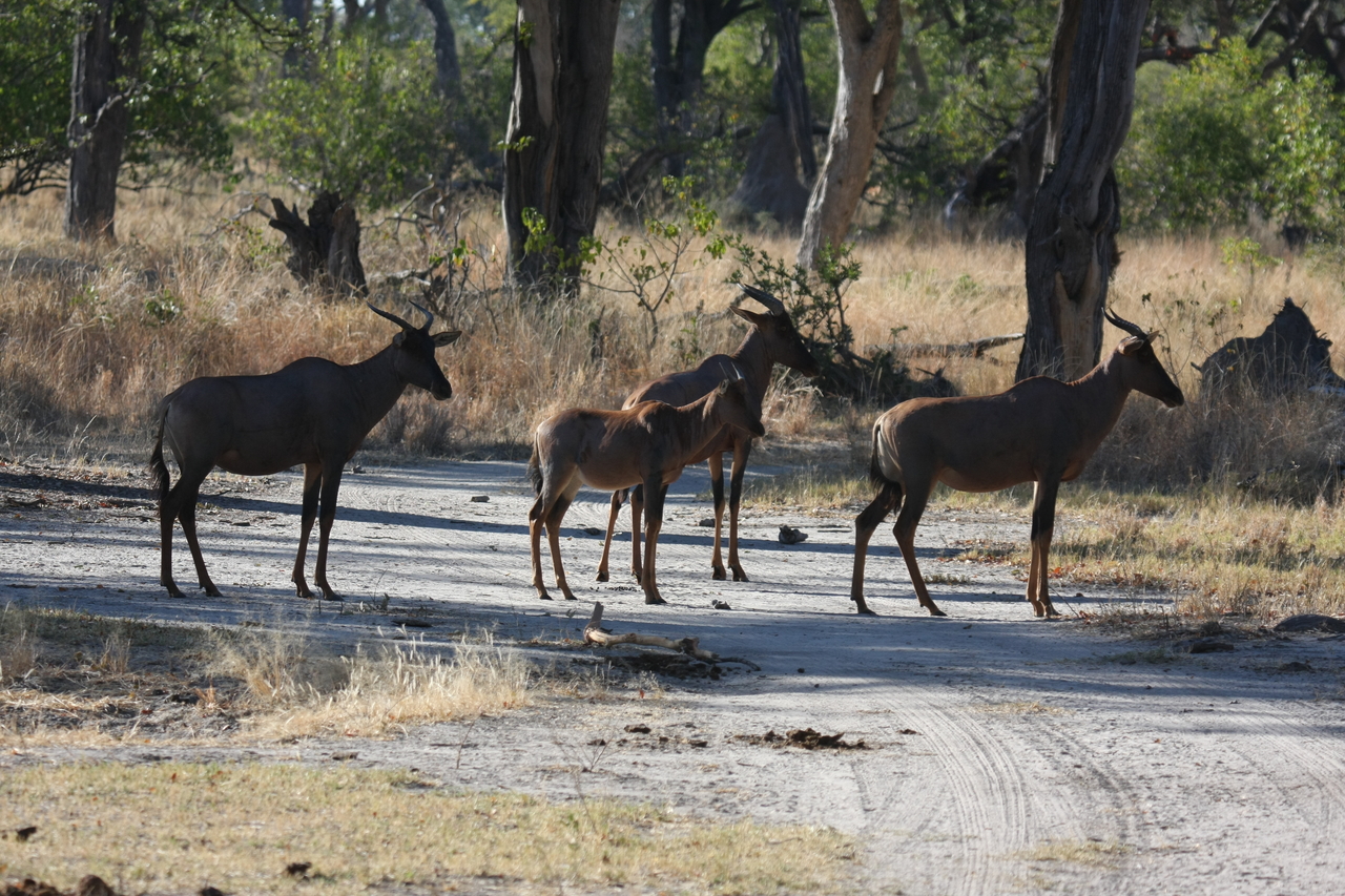 [20707] 2016_06_29_02_52_30_Africa_Canon_EOS_40D_IMG__11142.jpg
