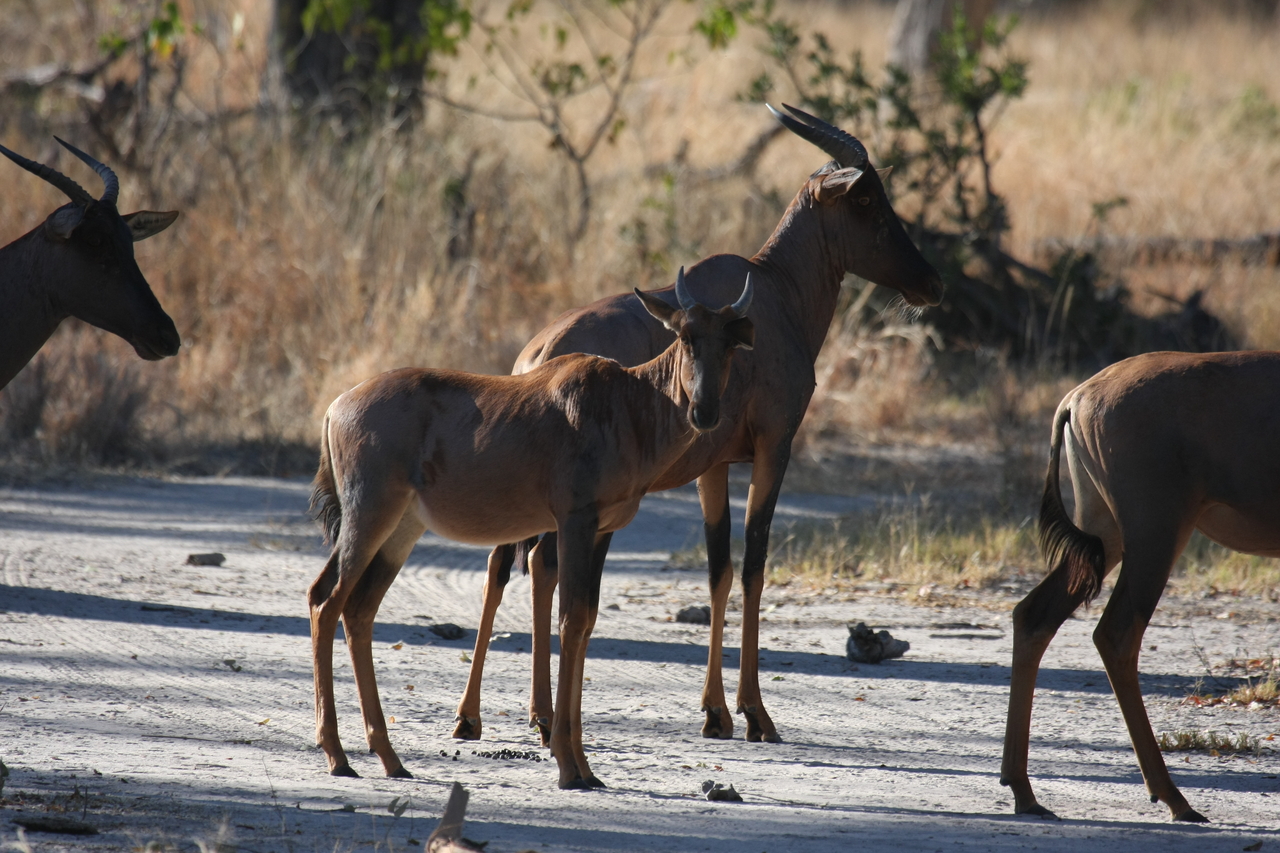 [20714] 2016_06_29_02_52_36_Africa_Canon_EOS_40D_IMG__03697.jpg