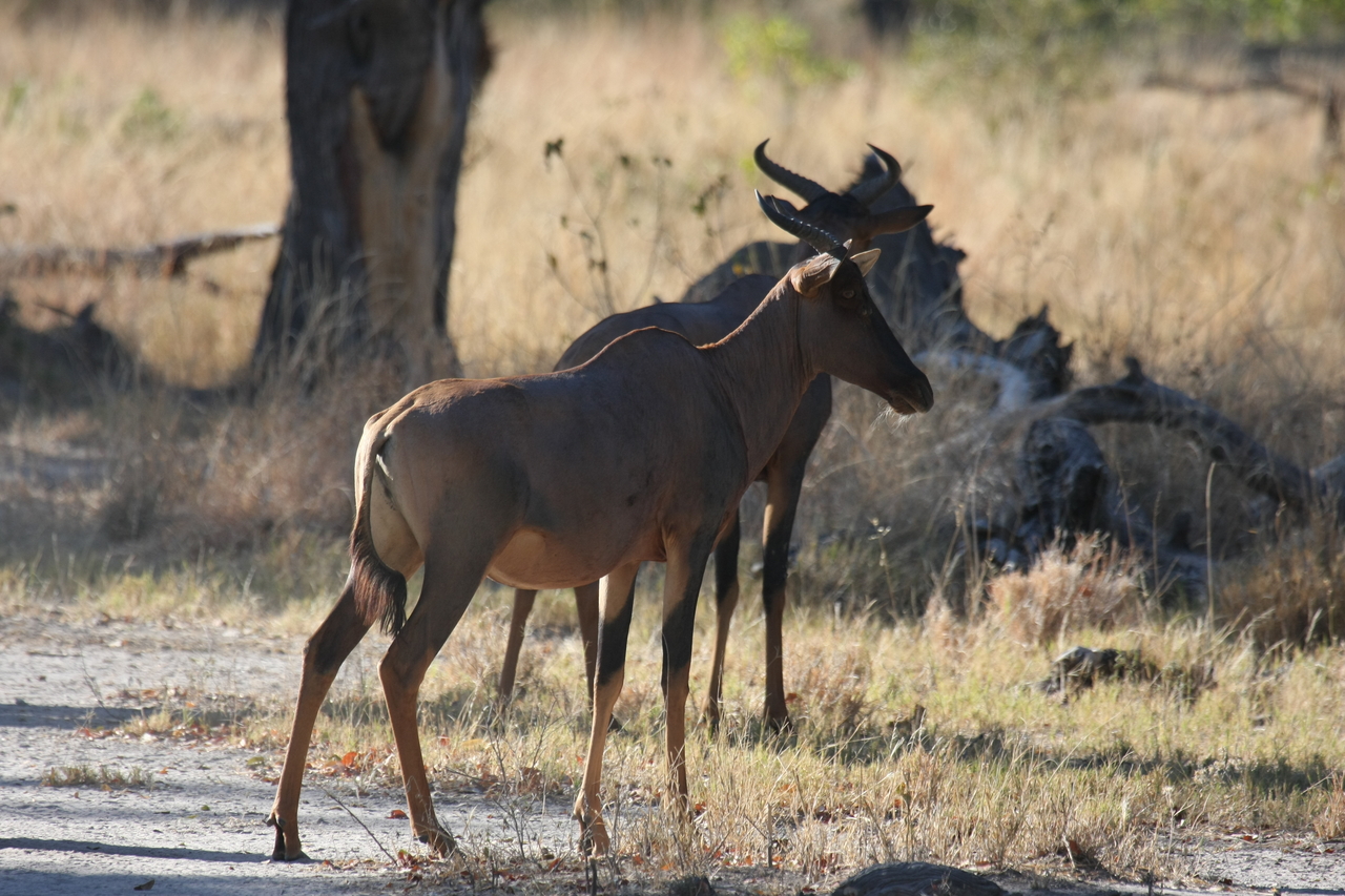 [20730] 2016_06_29_02_52_56_Africa_Canon_EOS_40D_IMG__11149.jpg