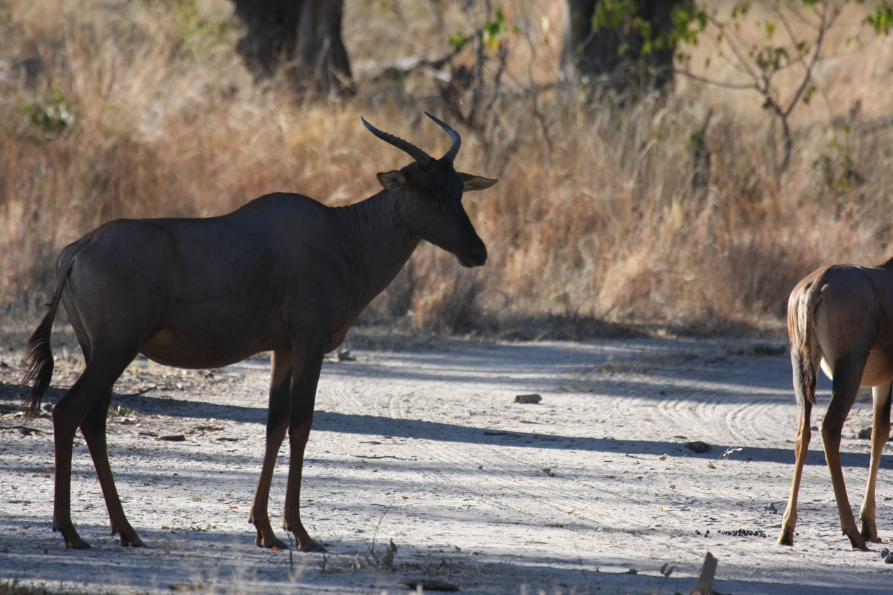[20738] 2016_06_29_02_53_27_Africa_Canon_EOS_40D_IMG__00465.jpg