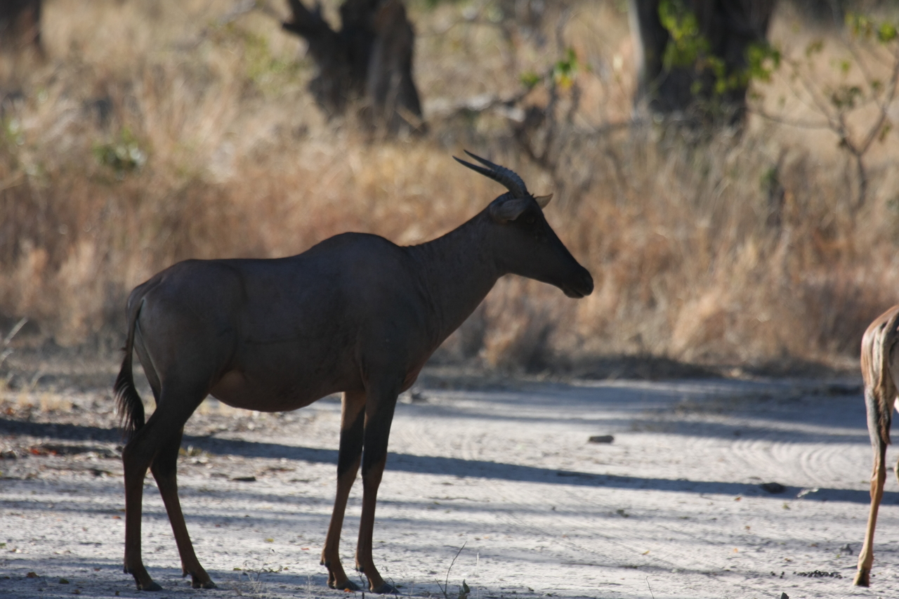 [20741] 2016_06_29_02_53_31_Africa_Canon_EOS_40D_IMG__00466.jpg