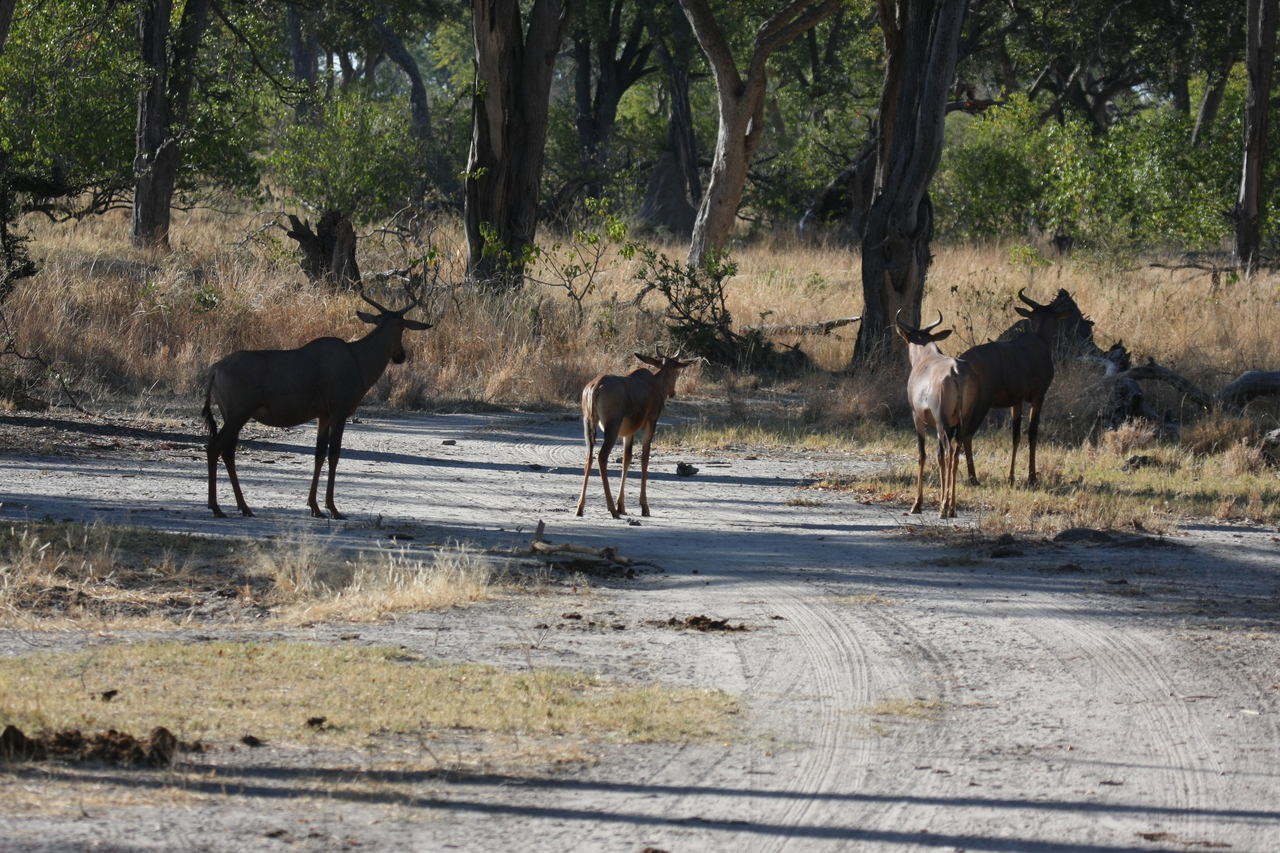 [20752] 2016_06_29_02_53_42_Africa_Canon_EOS_40D_IMG__11158.jpg