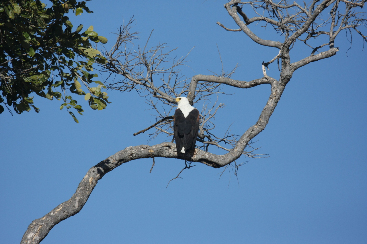 [20753] 2016_06_29_02_59_23_Africa_Canon_EOS_40D_IMG__00470.jpg