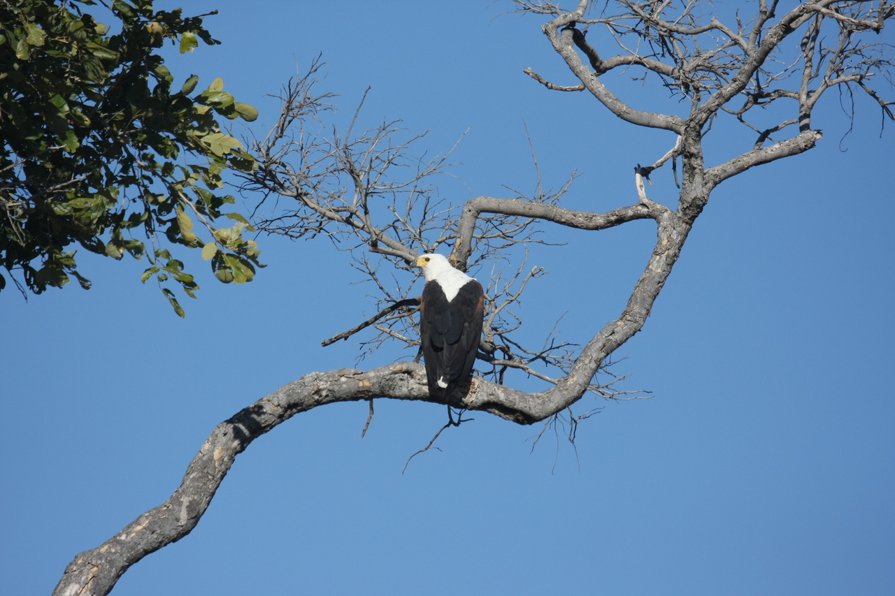 [20761] 2016_06_29_02_59_29_Africa_Canon_EOS_40D_IMG__00475.jpg