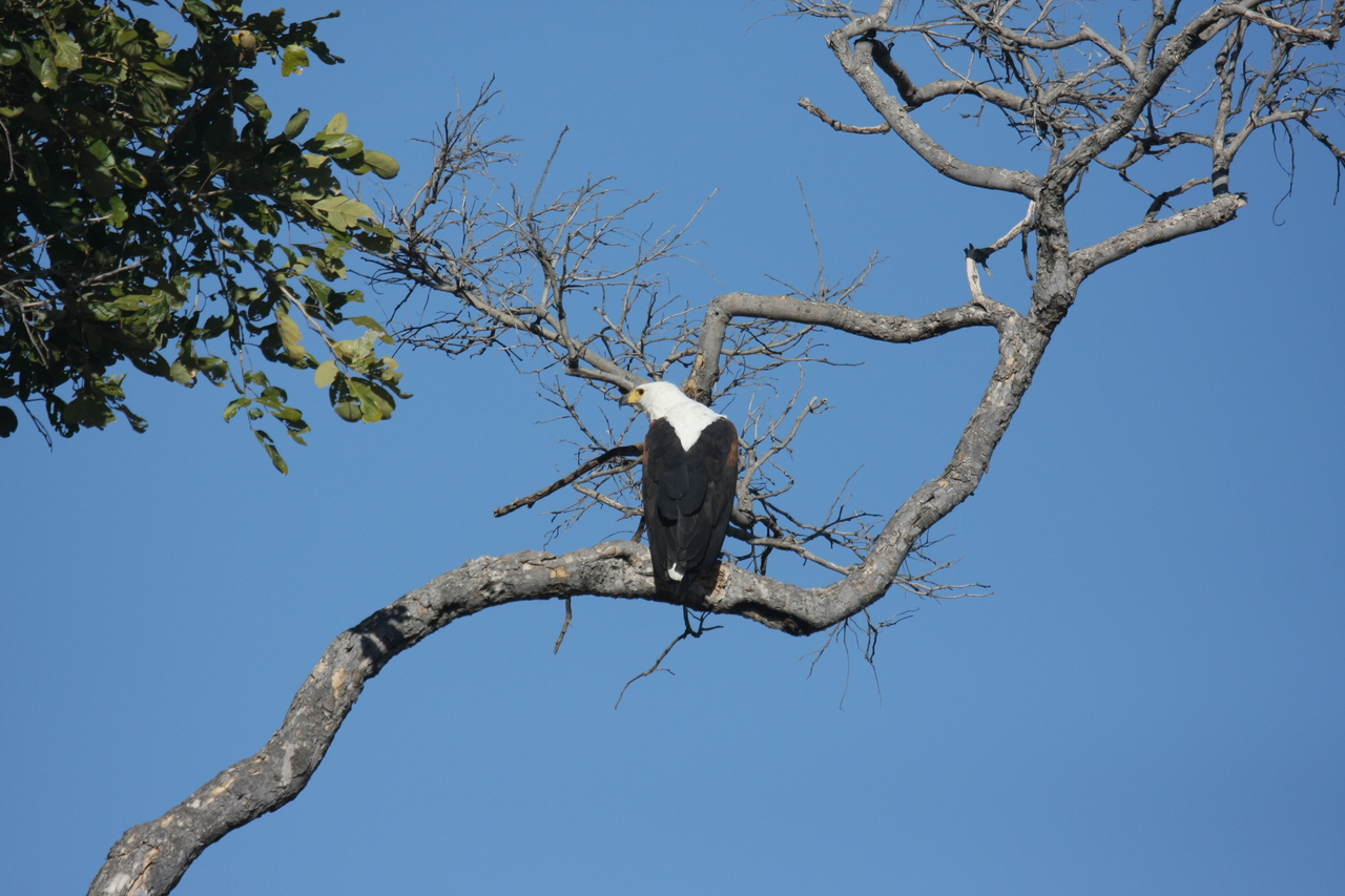 [20763] 2016_06_29_02_59_29_Africa_Canon_EOS_40D_IMG__03715.jpg