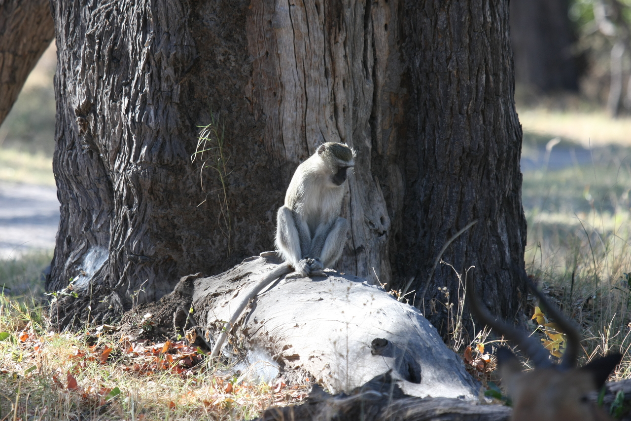 [20772] 2016_06_29_03_06_52_Africa_Canon_EOS_40D_IMG__03719.jpg