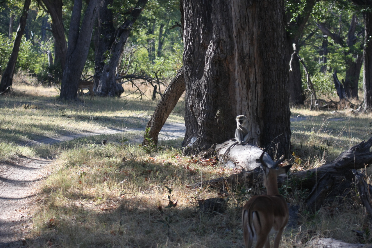 [20779] 2016_06_29_03_07_00_Africa_Canon_EOS_40D_IMG__00481.jpg