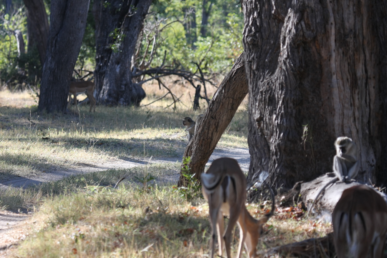 [20808] 2016_06_29_03_07_13_Africa_Canon_EOS_40D_IMG__10696.jpg