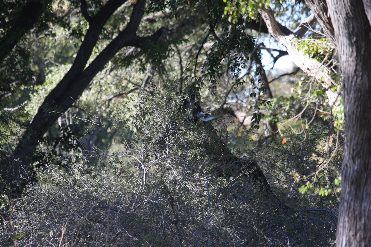 [20810] 2016_06_29_03_07_37_Africa_Canon_EOS_40D_IMG__00009.jpg