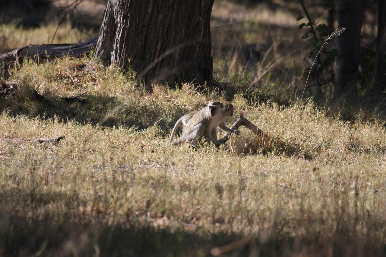 [20830] 2016_06_29_03_08_00_Africa_Canon_EOS_40D_IMG__03259.jpg