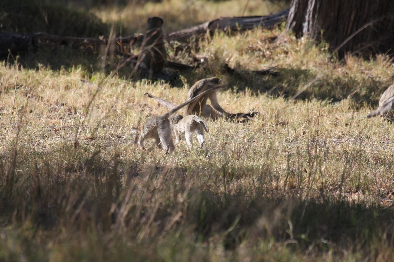 [20843] 2016_06_29_03_08_10_Africa_Canon_EOS_40D_IMG__00021.jpg