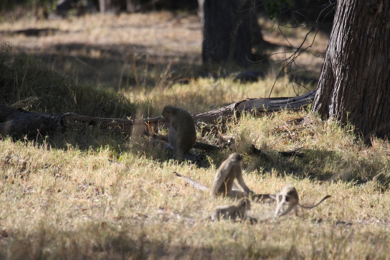 [20876] 2016_06_29_03_08_21_Africa_Canon_EOS_40D_IMG__00033.jpg