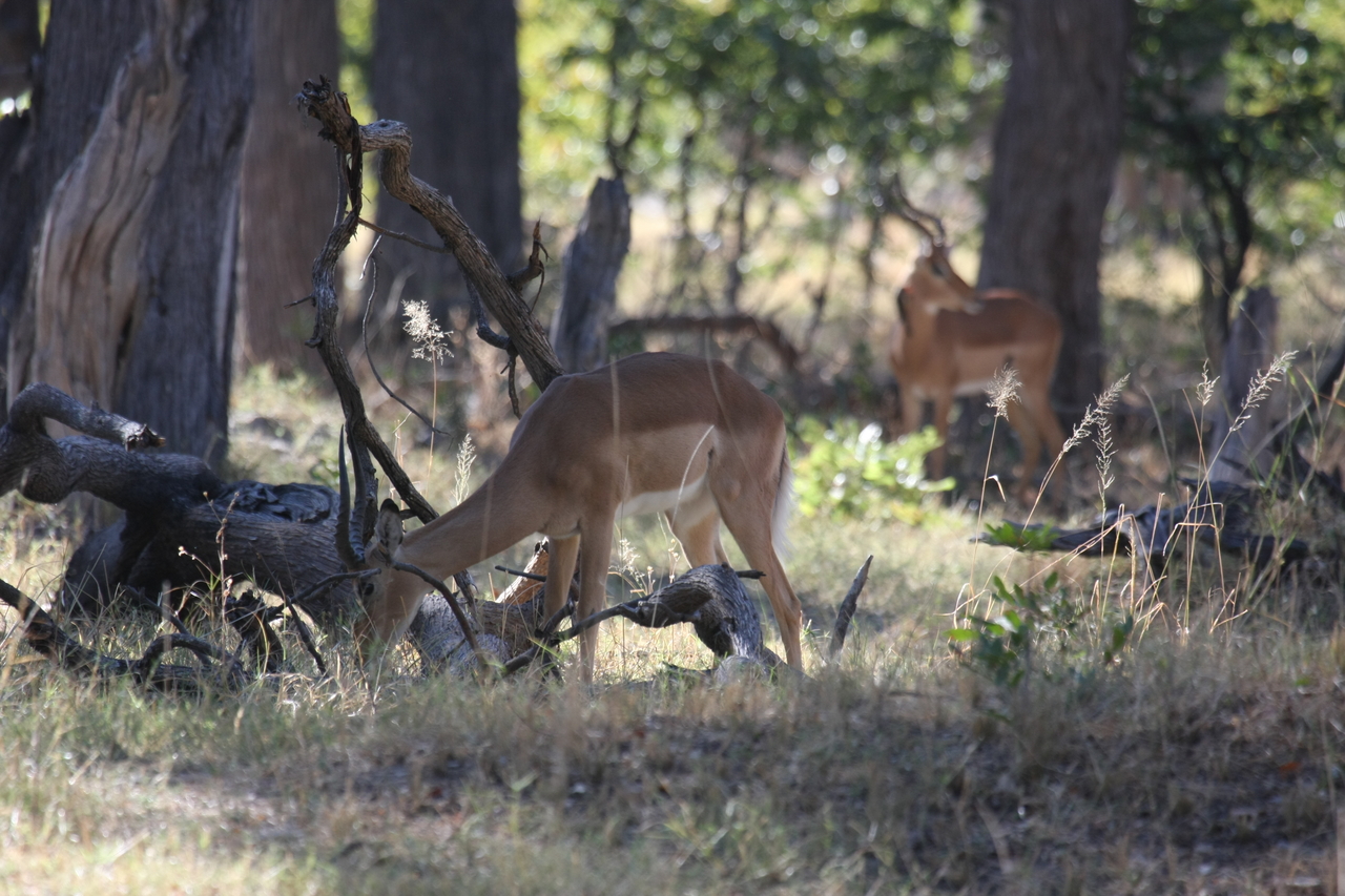 [20954] 2016_06_29_03_10_05_Africa_Canon_EOS_40D_IMG__00062.jpg