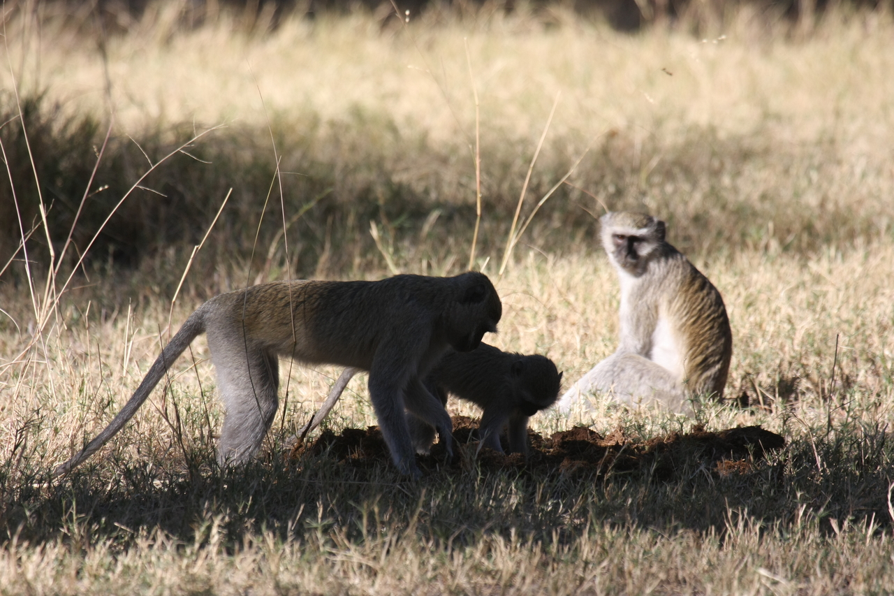 [20989] 2016_06_29_03_12_05_Africa_Canon_EOS_40D_IMG__00076.jpg