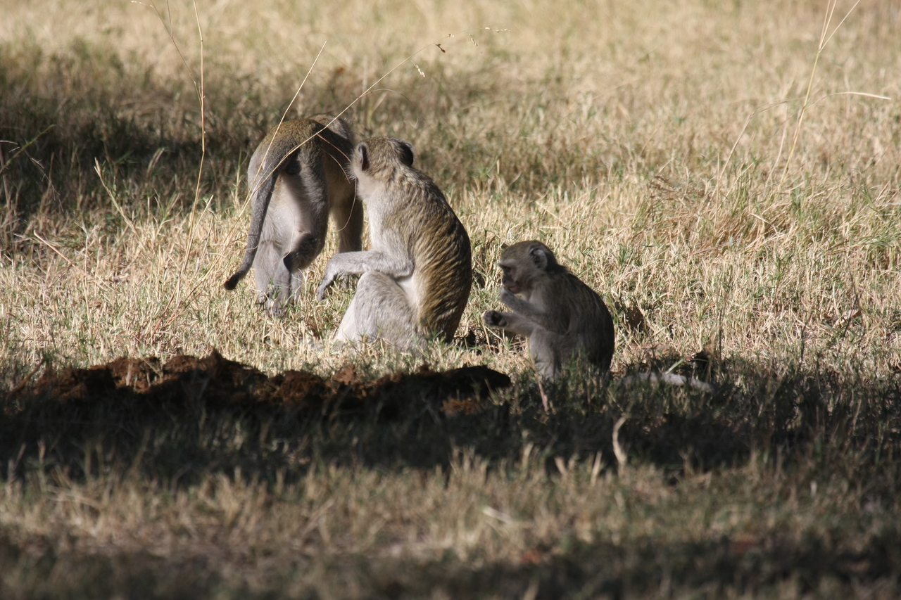 [21004] 2016_06_29_03_12_14_Africa_Canon_EOS_40D_IMG__10768.jpg