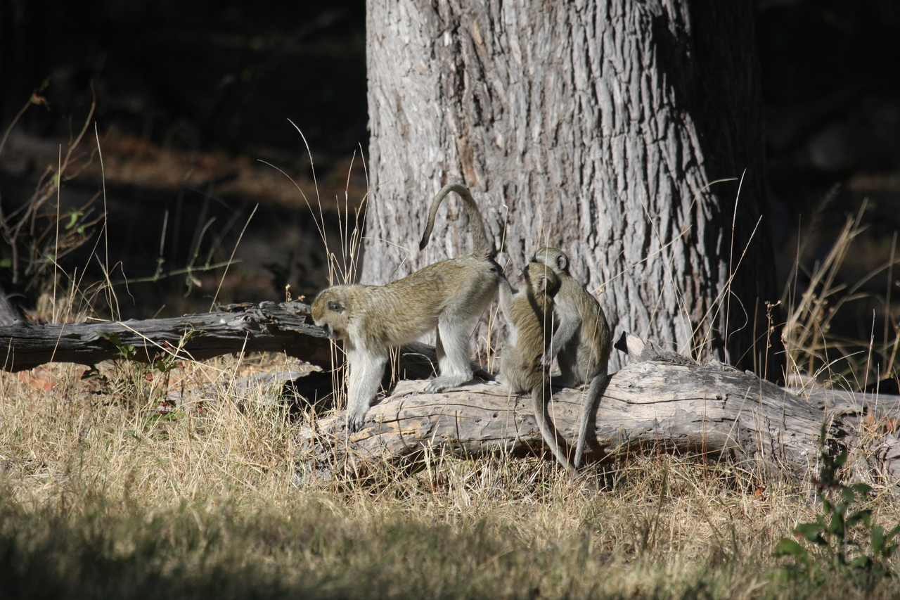 [21033] 2016_06_29_03_13_26_Africa_Canon_EOS_40D_IMG__03332.jpg