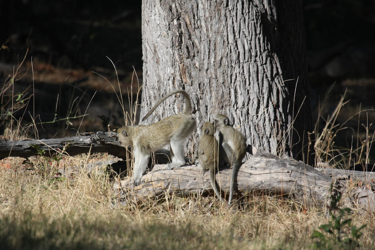 [21053] 2016_06_29_03_13_33_Africa_Canon_EOS_40D_IMG__10785.jpg