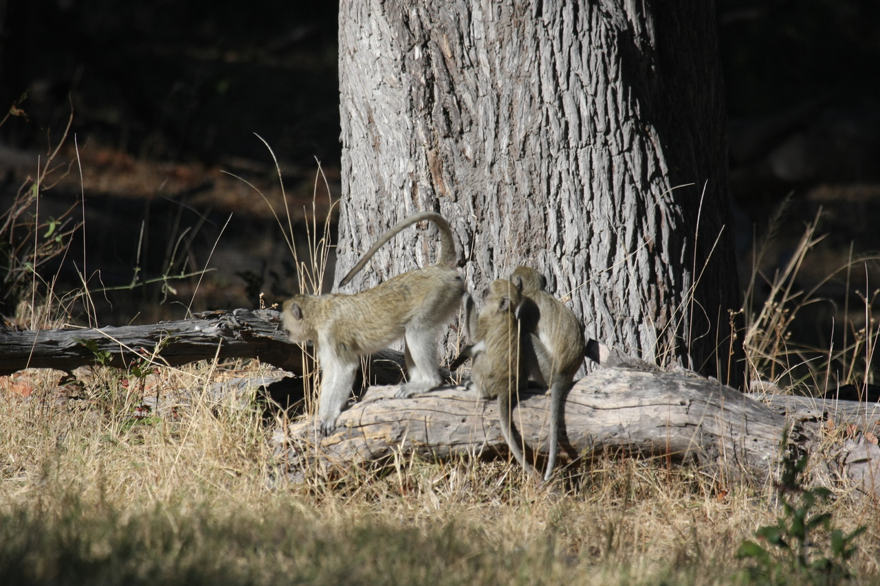 [21055] 2016_06_29_03_13_33_Africa_Canon_EOS_40D_IMG__10787.jpg