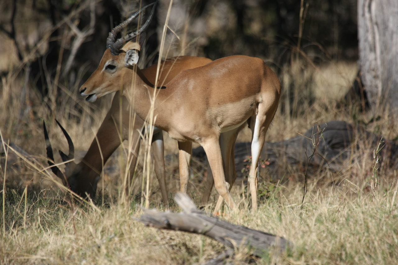 [21057] 2016_06_29_03_13_48_Africa_Canon_EOS_40D_IMG__00100.jpg