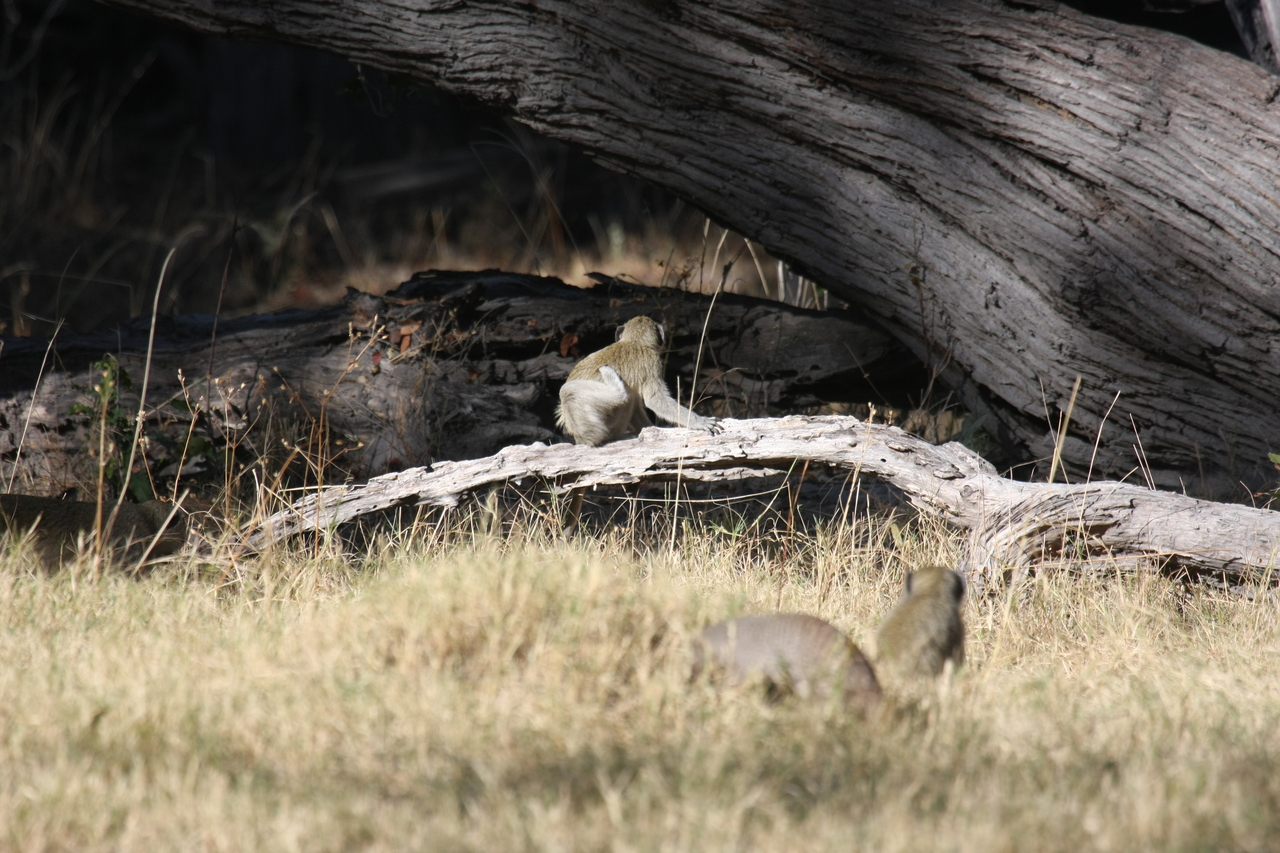 [21063] 2016_06_29_03_14_07_Africa_Canon_EOS_40D_IMG__00103.jpg