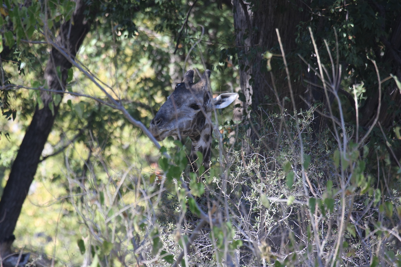 [21079] 2016_06_29_03_14_20_Africa_Canon_EOS_40D_IMG__10796.jpg