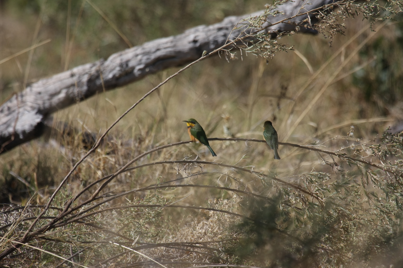 [21192] 2016_06_29_04_07_04_Africa_Canon_EOS_40D_IMG__00151.jpg
