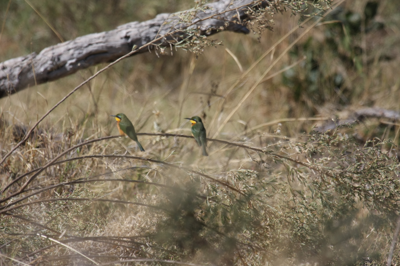 [21213] 2016_06_29_04_07_17_Africa_Canon_EOS_40D_IMG__10845.jpg