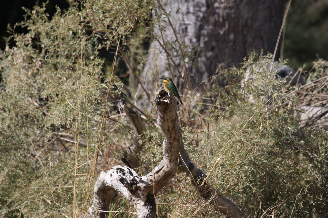 [21223] 2016_06_29_04_07_37_Africa_Canon_EOS_40D_IMG__10850.jpg
