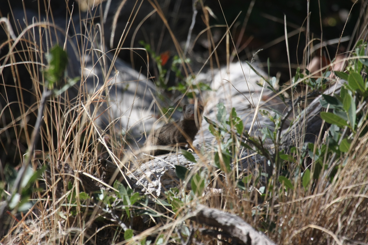 [21251] 2016_06_29_04_38_45_Africa_Canon_EOS_40D_IMG__10859.jpg