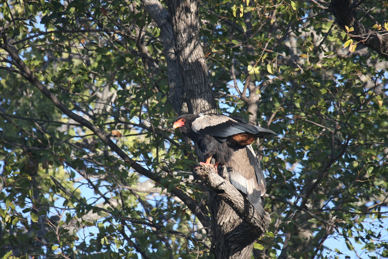 [21473] 2016_06_29_10_59_07_Africa_Canon_EOS_40D_IMG__00181.jpg