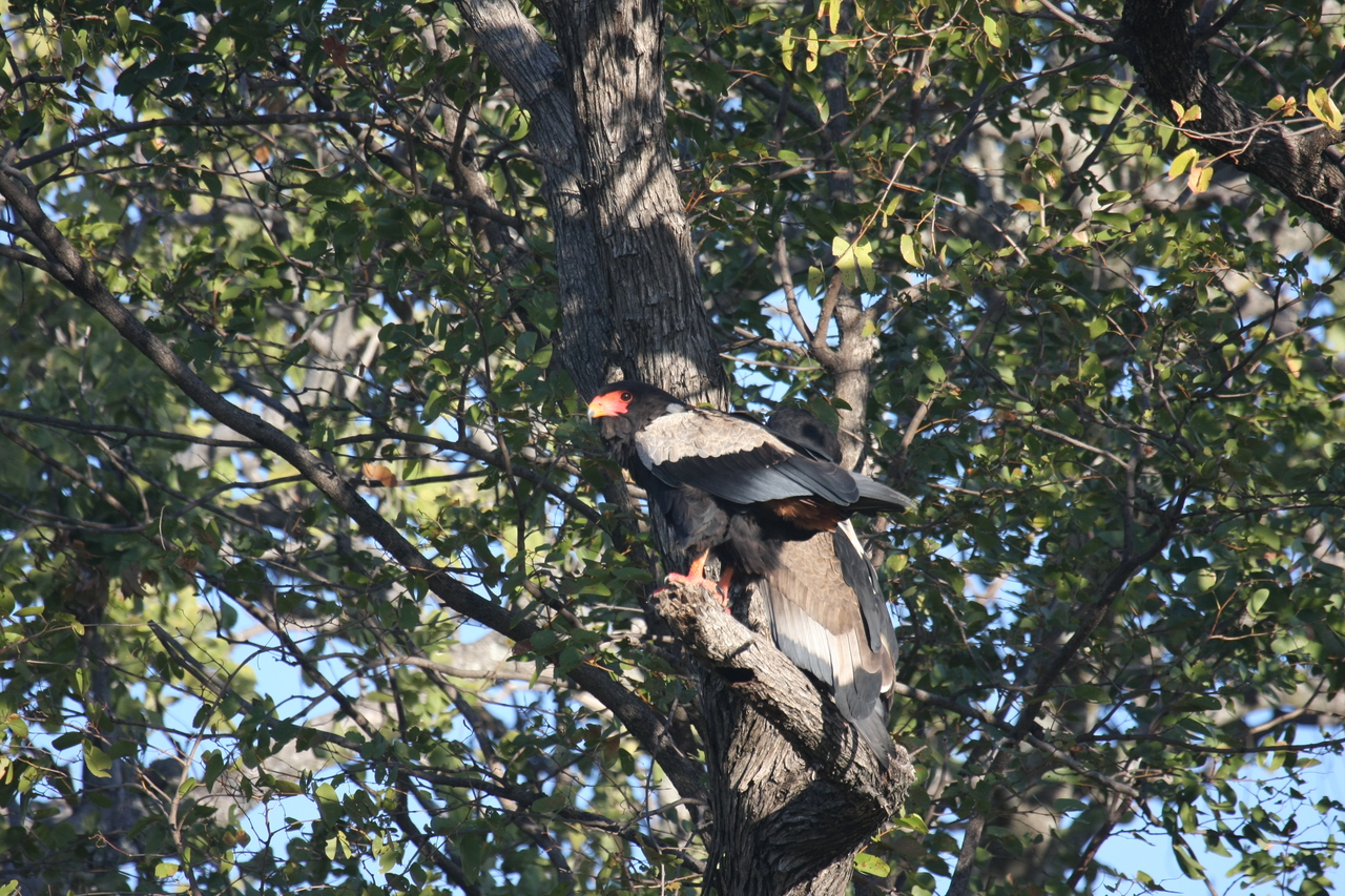 [21488] 2016_06_29_10_59_08_Africa_Canon_EOS_40D_IMG__10873.jpg